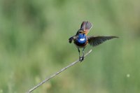 314 - EQUILIBRISTE - RONDEL BRIGITTE - france <div : Marais breton, bourgneuf, gorges bleues